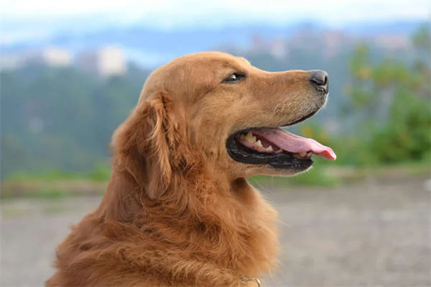 犬は嫉妬する？愛犬のやきもち行動の見分け方と対処法5選