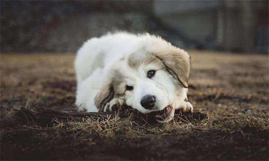 犬は嫉妬する？愛犬のやきもち行動の見分け方と対処法5選