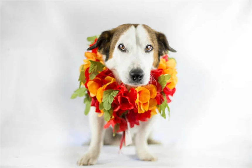 犬猫の心臓病治療薬ベナゼプリルの効果と正しい使い方