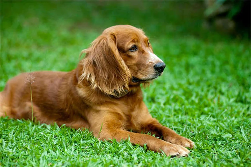 愛犬・愛猫のがん診断後も散歩は必要？獣医が教える運動のポイント5選