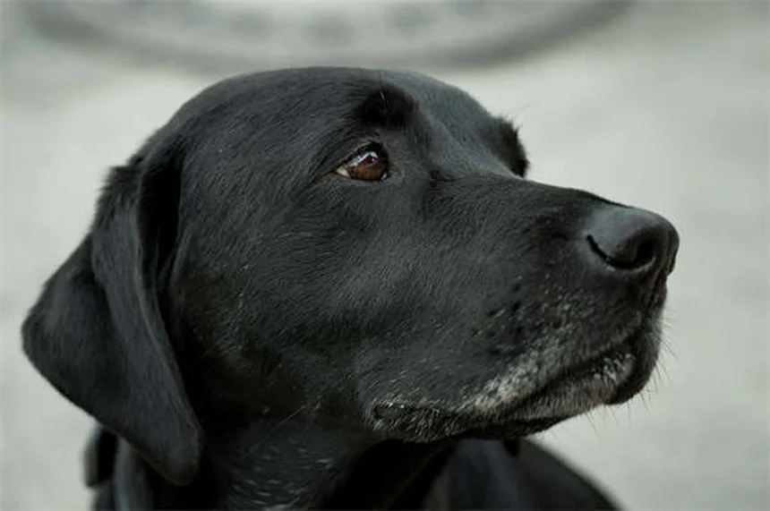 犬猫の歯周病予防に効果的なVOHC承認デンタルケア製品5選