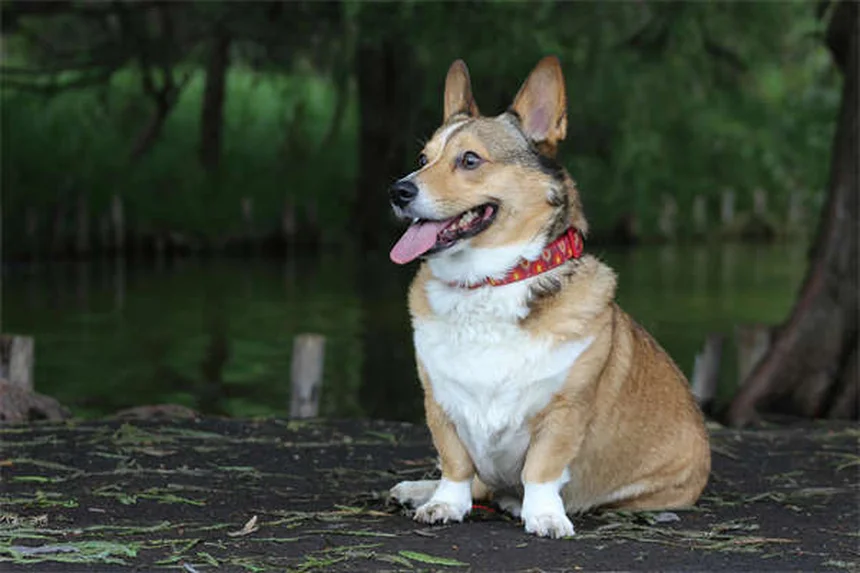 犬猫の歯周病予防に効果的なVOHC承認デンタルケア製品5選